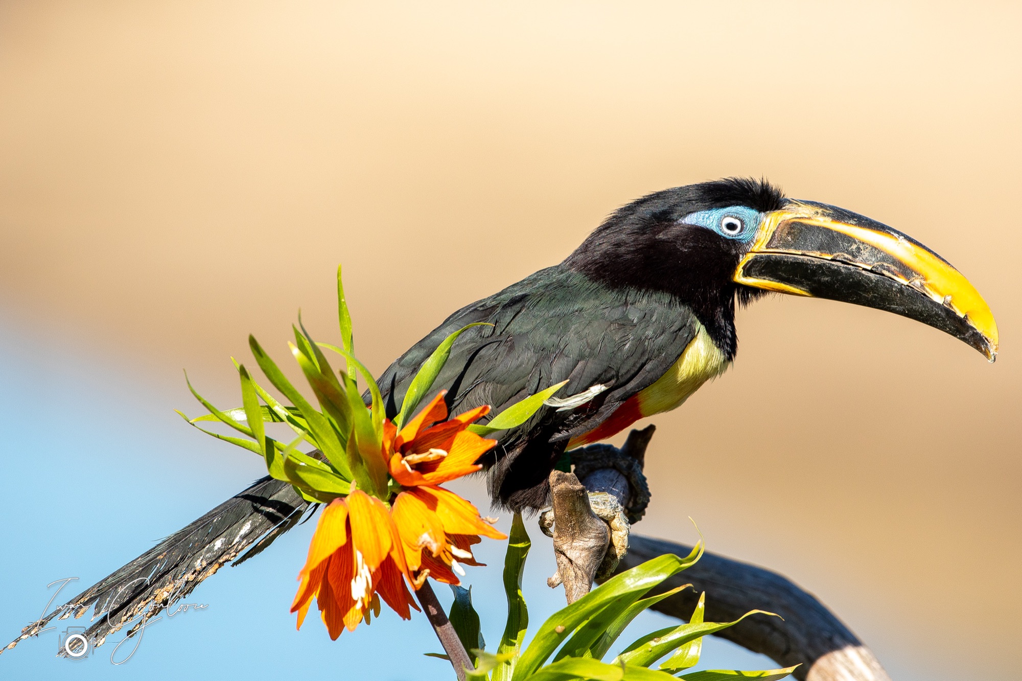 27 maart 2022 155323  5D45270